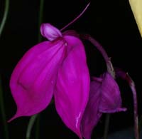 Masdevallia coccinea 100308 (81)