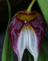 Masdevallia schroederiana 100308 (51)