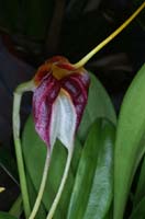 Masdevallia schroederiana 100308 (52)