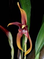 Maxillaria nigrescens 090308 (124)