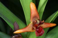 Maxillaria sp 100308 (33)