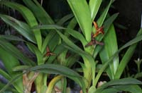 Maxillaria sp 100308 (35)