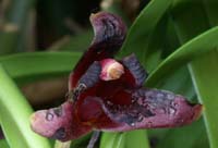 Maxillaria variabilis 100308 (203)