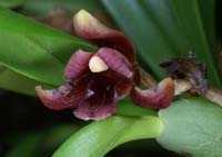 Maxillaria variabilis 100308 (205)