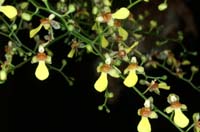 Menezesiella (Oncidium) loefgrenii 090308 (38)