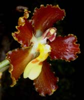 Otoglossum coronarium 090308 (68)