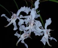 Papilionanthe vandarum 100308 (82)
