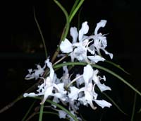 Papilionanthe vandarum 100308 (84)