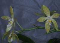 Phalaenopsis pallens 090308 (28)