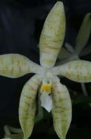 Phalaenopsis pallens 090308 (30)