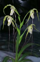 Phragmipedium caudatum 090308 (159)