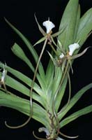 Plectrelminthus caudatus 100308 (42)