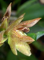 Pleurothallis platystachys 090308 (2)