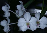 Vanda javierae alba 090308 (147)