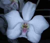 Vanda javierae alba 090308 (148)