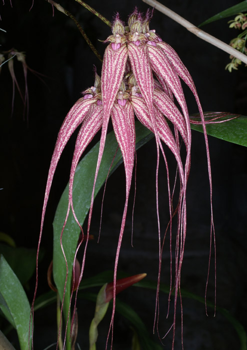 Bulbophyllum hyb 090308 (250)