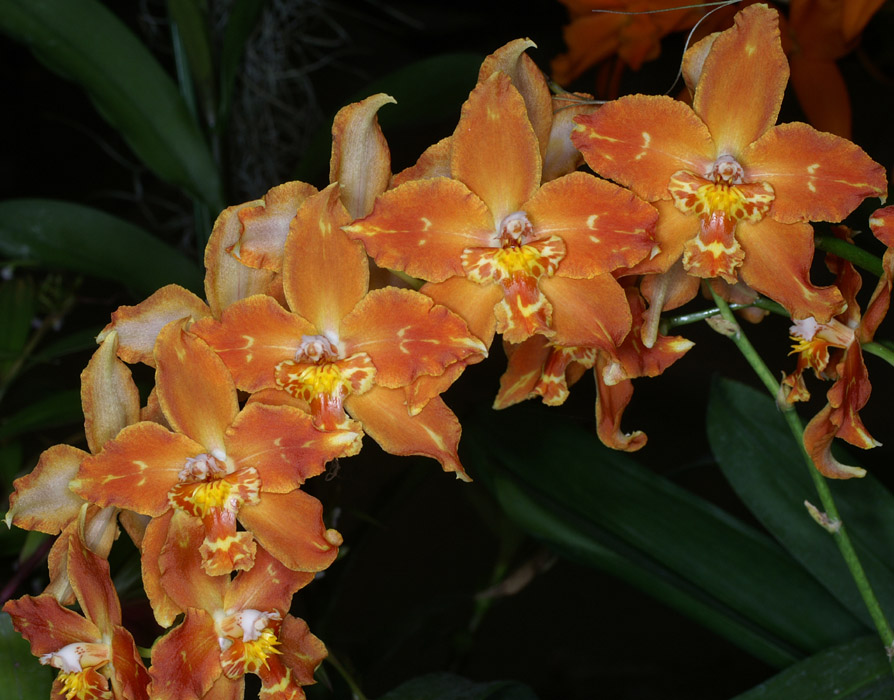 Odontoglossum hyb 100308 (70)