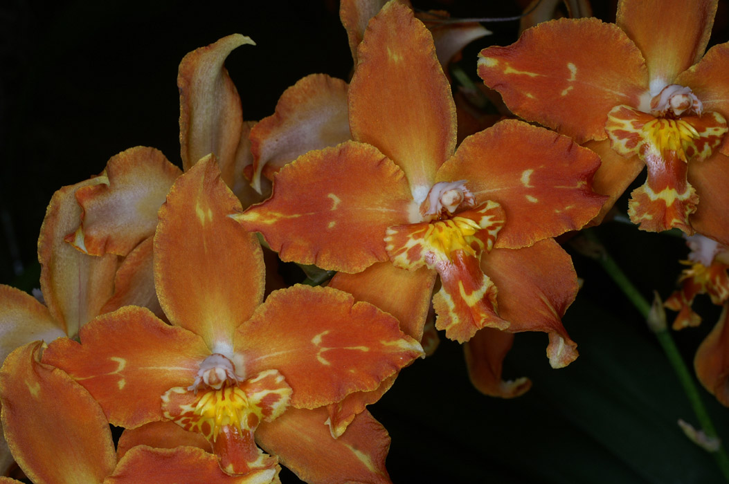 Odontoglossum hyb 100308 (71)