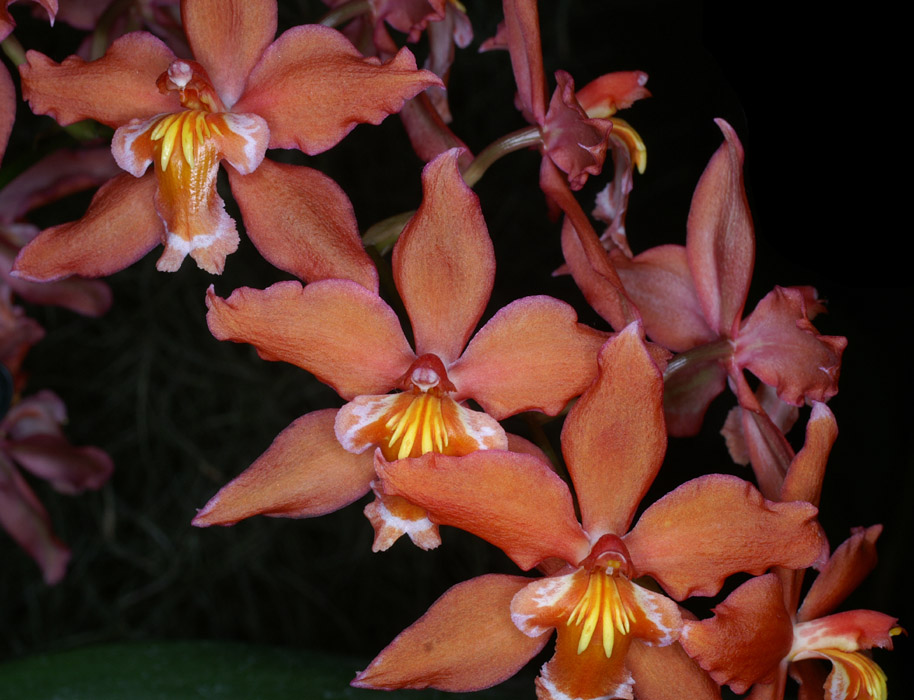 Odontoglossum hyb 100308 (72)