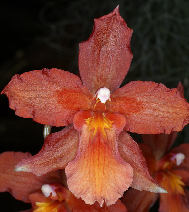 Odontoglossum hyb 100308 (73)