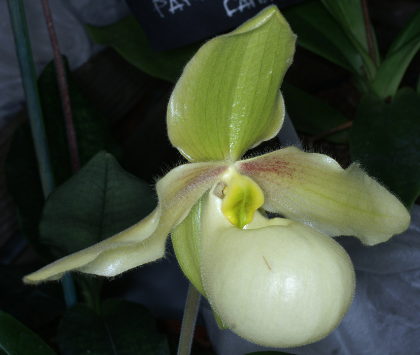 Paphiopedilum  hangianum x primulinum 100308 (155)