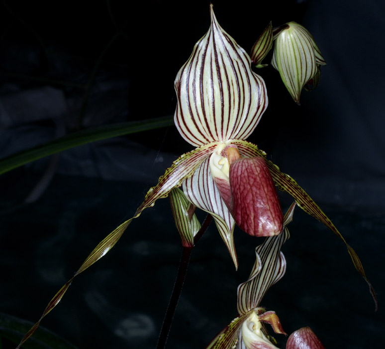 Paphiopedilum (roebeleni x concolor) x rothschildianum 100308