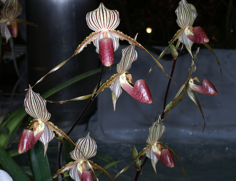 Paphiopedilum (roebelenii x concolor) x rotschildianum 100308 (1)