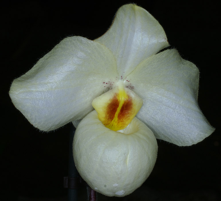 Paphiopedilum Armeni White 090308 (94)