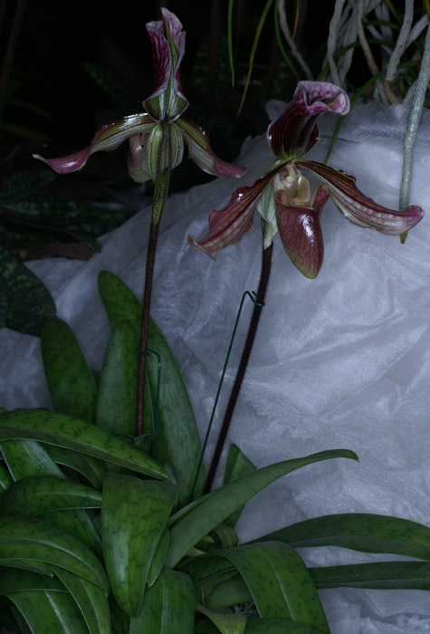 Paphiopedilum Dauthieri 090308 (219)