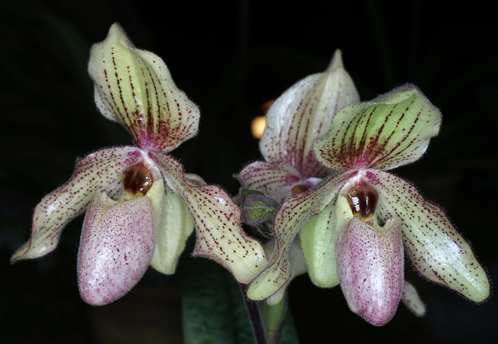 Paphiopedilum Emile Desvaux 090308 (215)