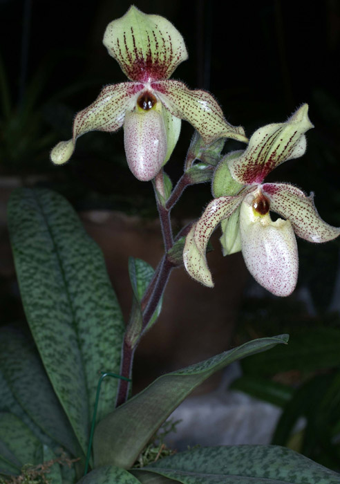 Paphiopedilum Emile Desvaux 090308 (216)