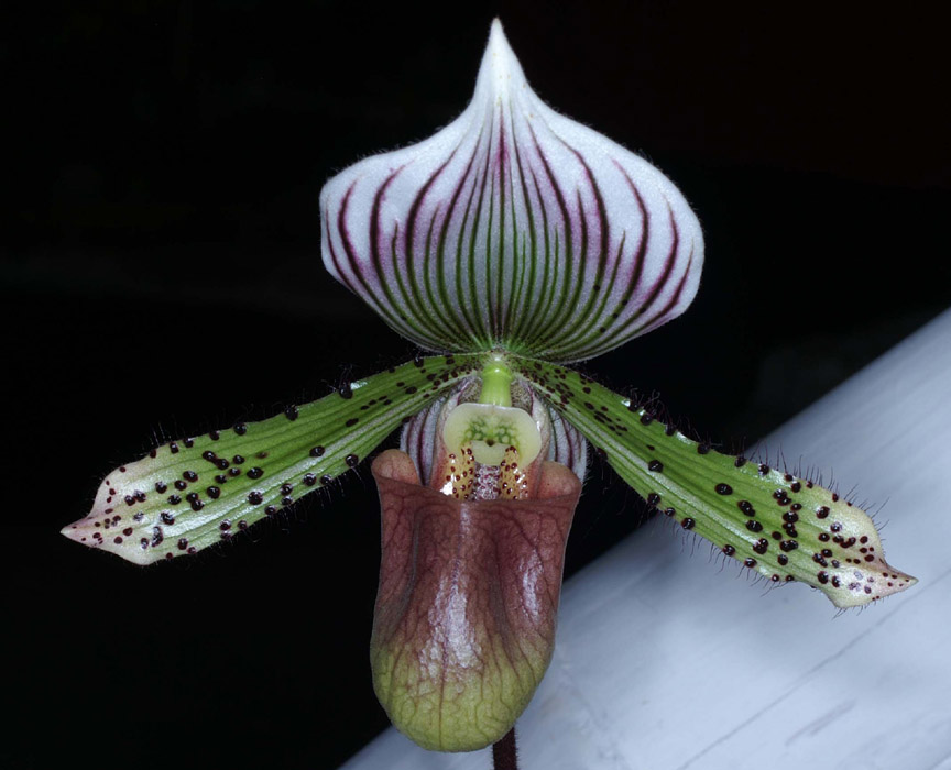 Paphiopedilum Limelight 090308 (205)