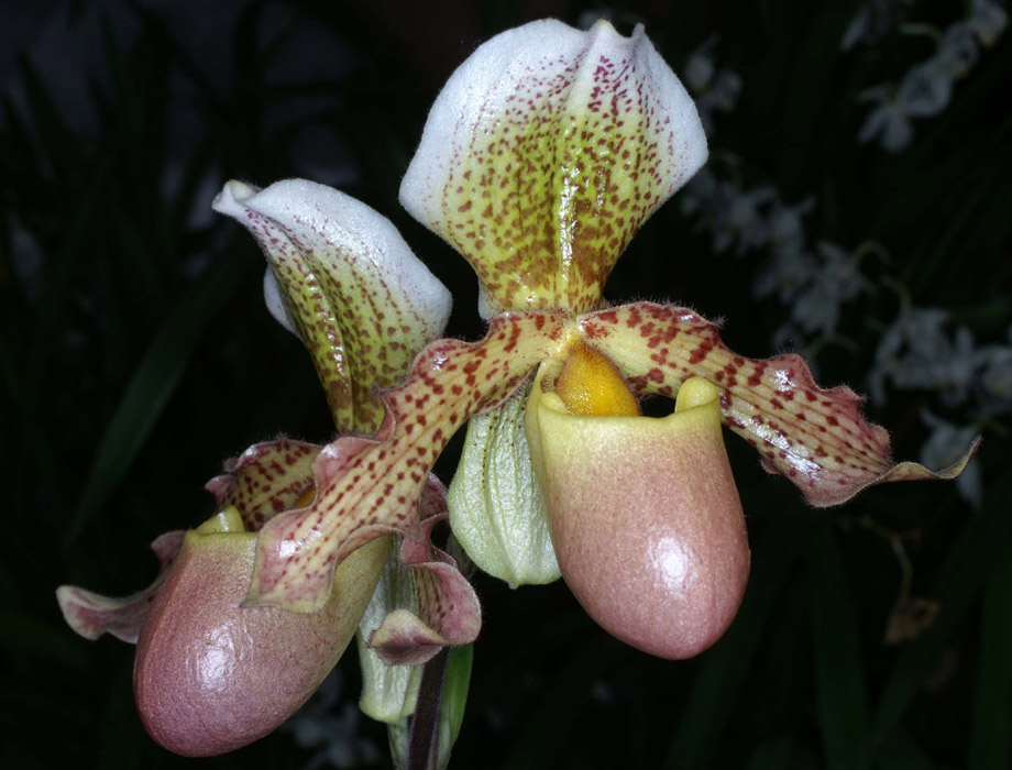 Paphiopedilum Miss Louisa Fowlie 090308 (208)