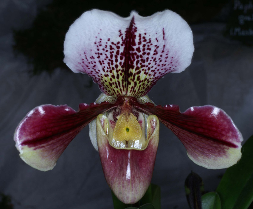 Paphiopedilum Salvador 090308 (206)