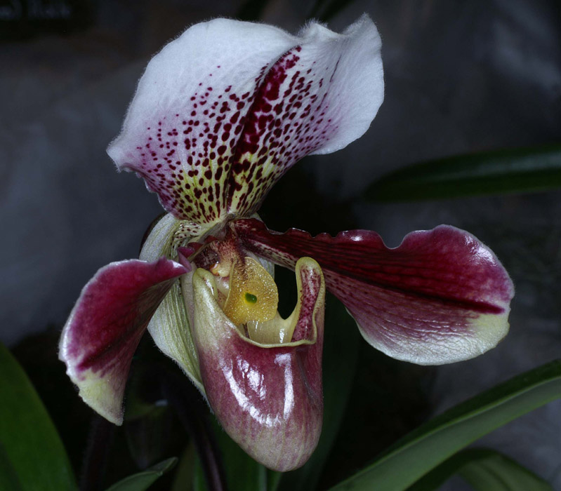 Paphiopedilum Salvador 090308 (207)