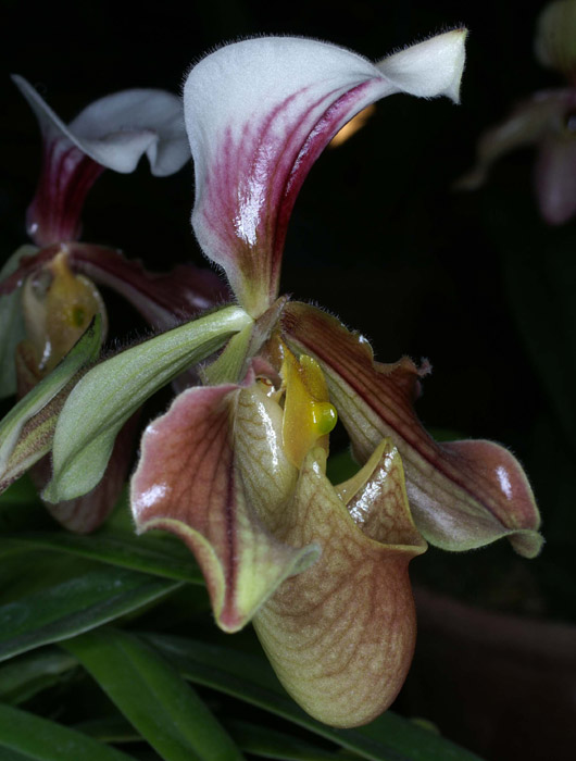 Paphiopedilum Simplicite 090308 (212)