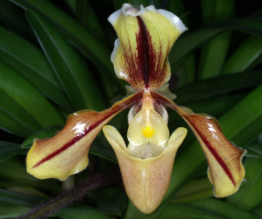 Paphiopedilum druryi x villosum 090308 (367)