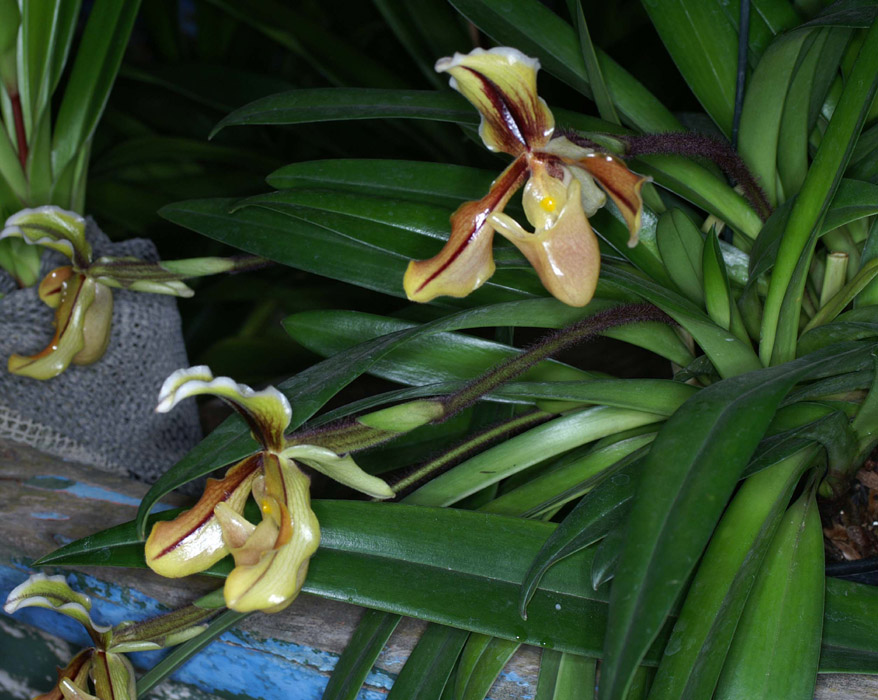 Paphiopedilum druryi x villosum 090308 (368)