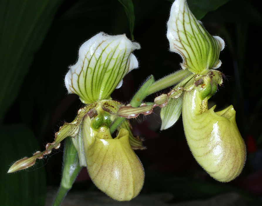 Paphiopedilum fairrieanum x primulinum 090308 (98)