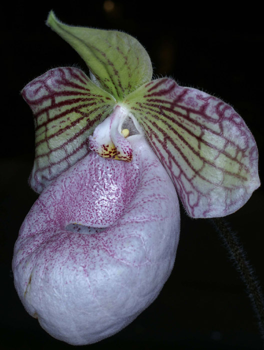 Paphiopedilum fanaticum 100308 (162)