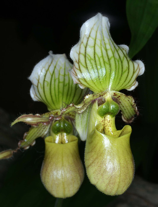 Paphiopedilum fiarrieanum x primulinum 090308 (97)