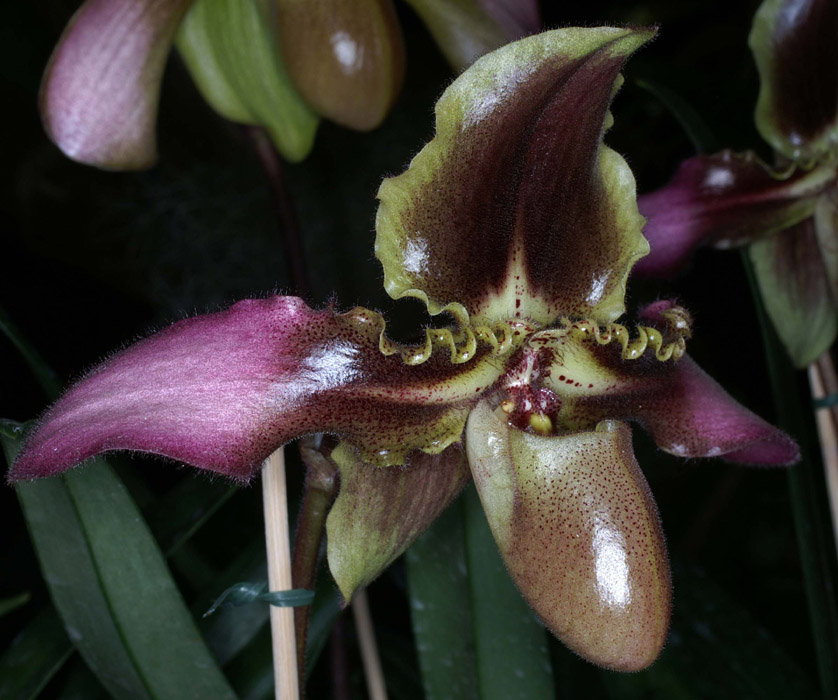 Paphiopedilum hirsutissimum x Bidborough 090308 (133)