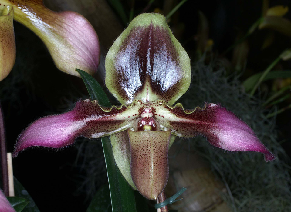 Paphiopedilum hirsutissimum x Bidborough 090308 (135)