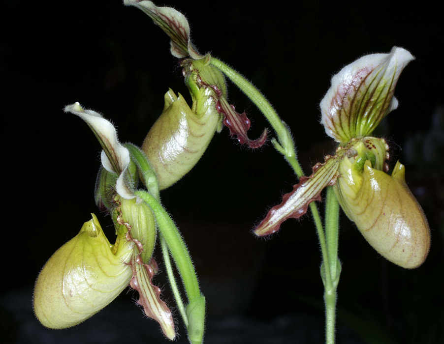 Paphiopedilum hyb 090308 (223)