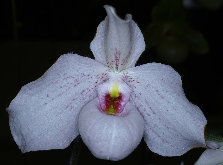 Paphiopedilum jackii x delenatii 090308 (92)