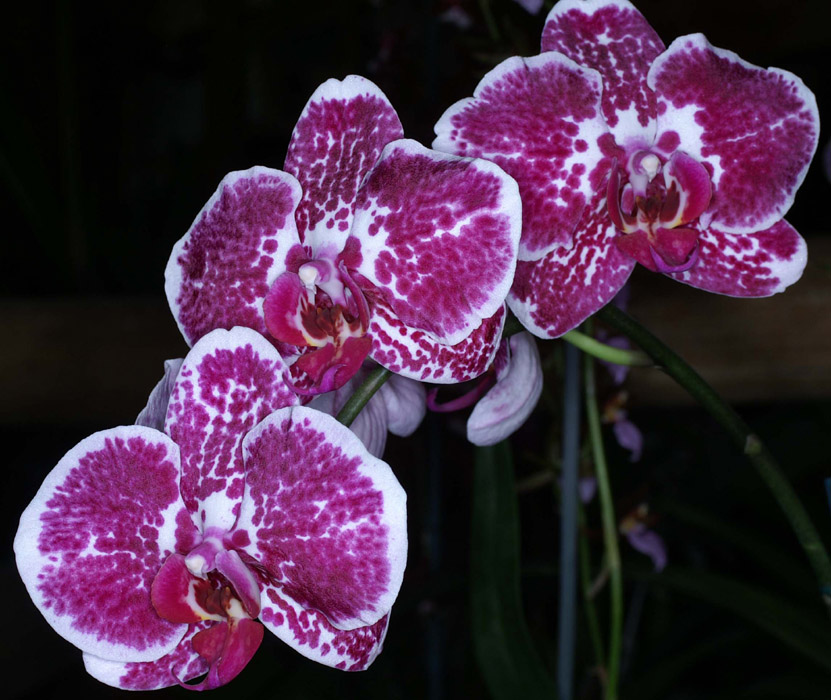Phalaenopsis hyb 090308 (195)