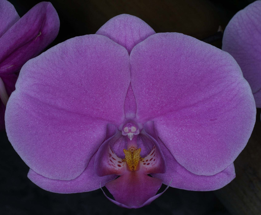 Phalaenopsis hyb 090308 (199)