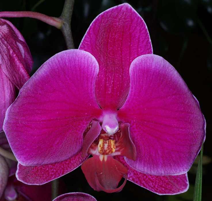 Phalaenopsis hyb 100308 (128)