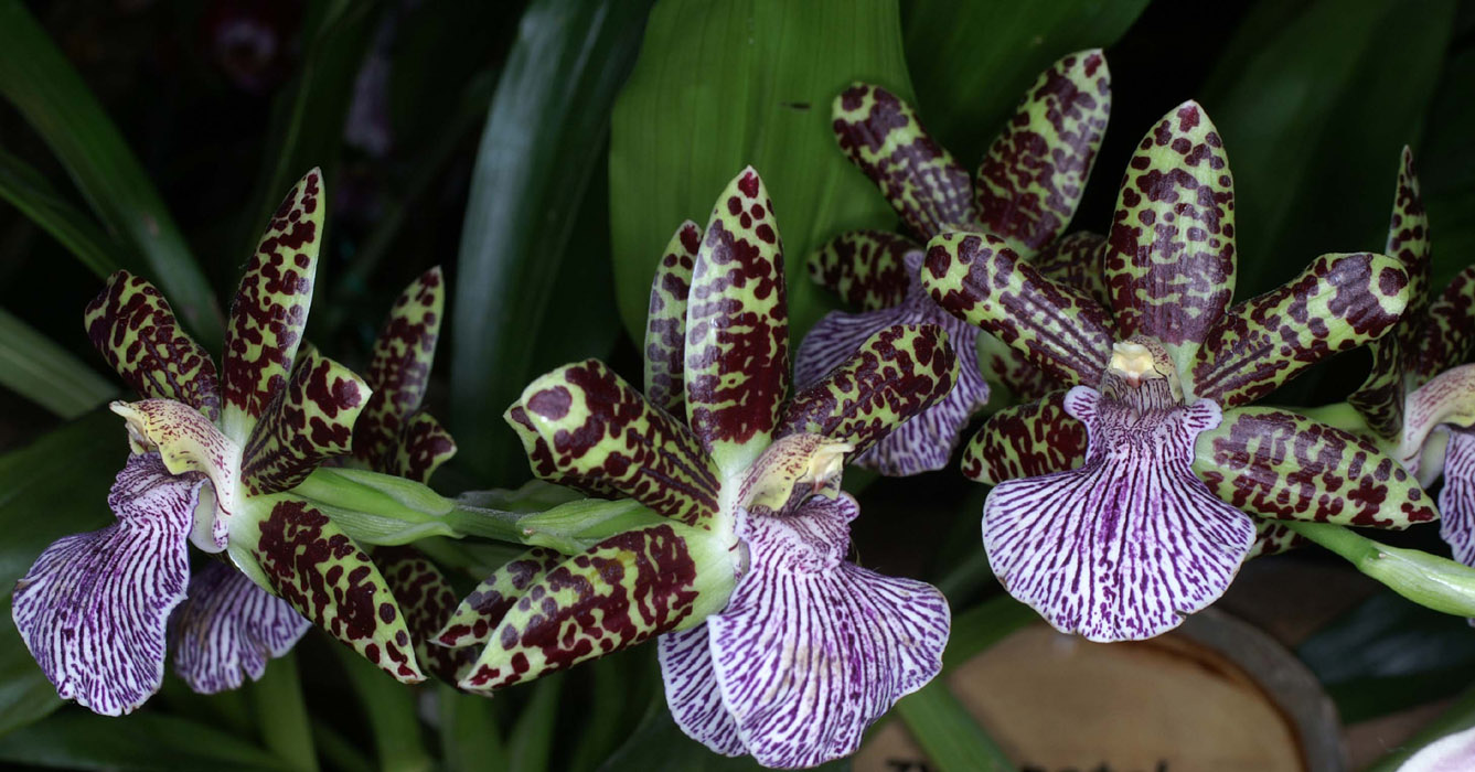 Zygopetalum hyb 090308 (328)