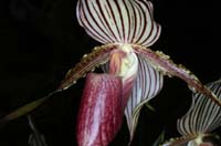 Paphiopedilum (roebelenii x concolor) x rothschildianum 100308 (1)